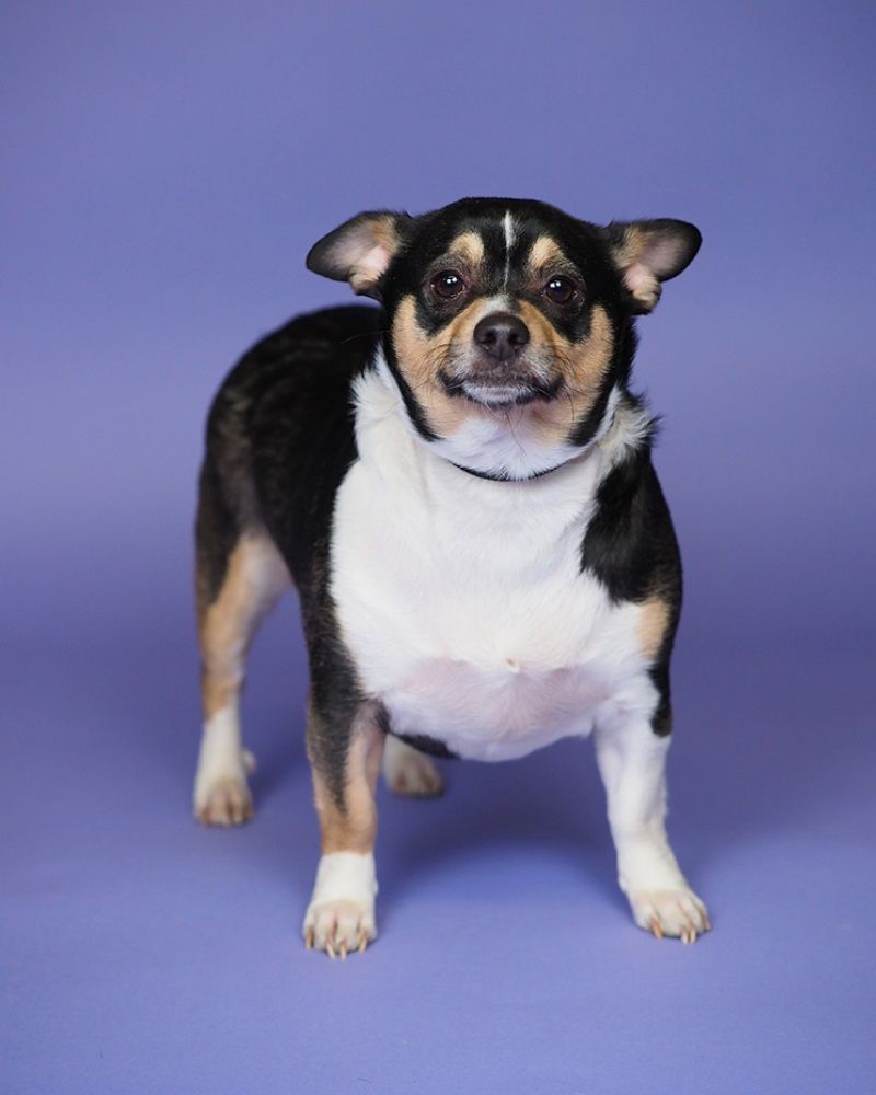 Savage ORCHID Seamless Background Paper 00ZWIDORCHID C.R. Kennedy