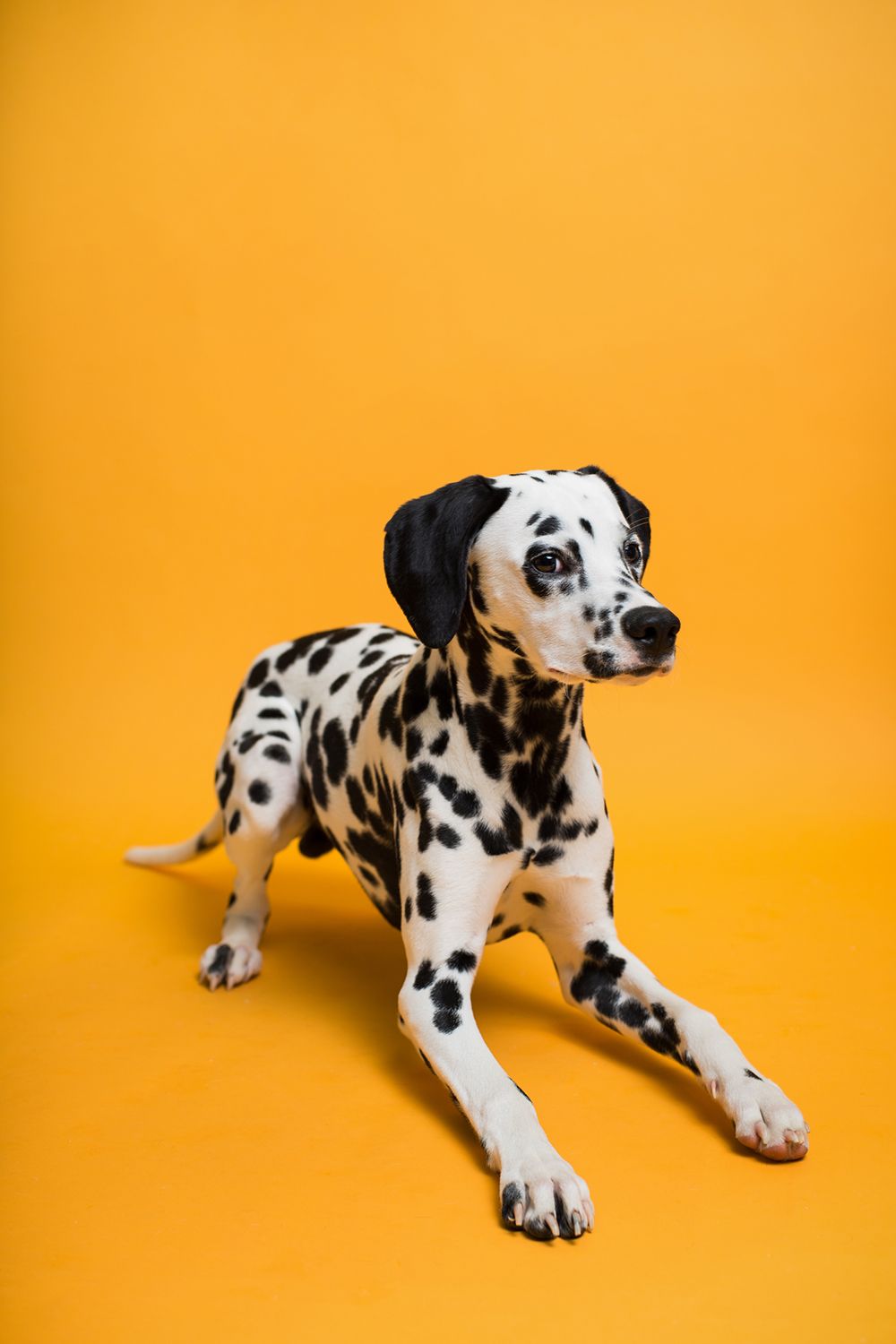 Savage MARMALADE Seamless Background Paper 00ZWIDMARMALADE C.R. Kennedy