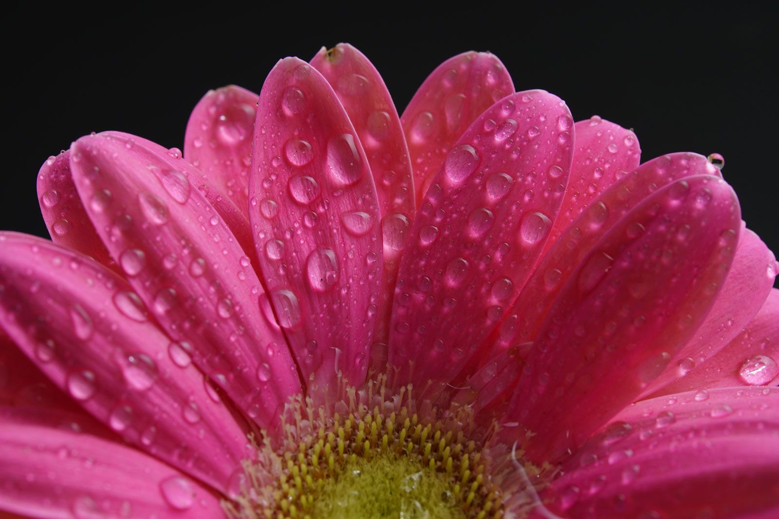 Tokina Firin 100mm F2.8 FE Macro Lens Sample Image of flower.jpg