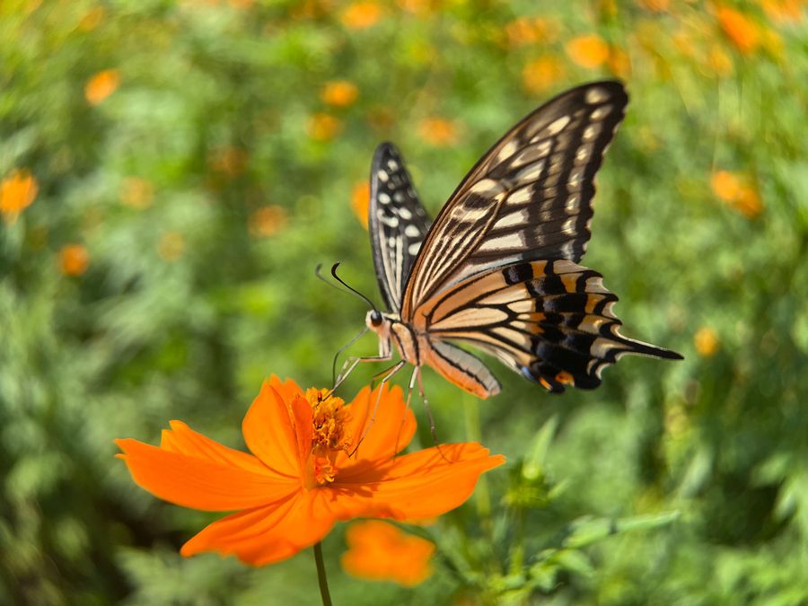 Kenko EXAPRO Clip Lens Macro EXP-CLM for Smartphone