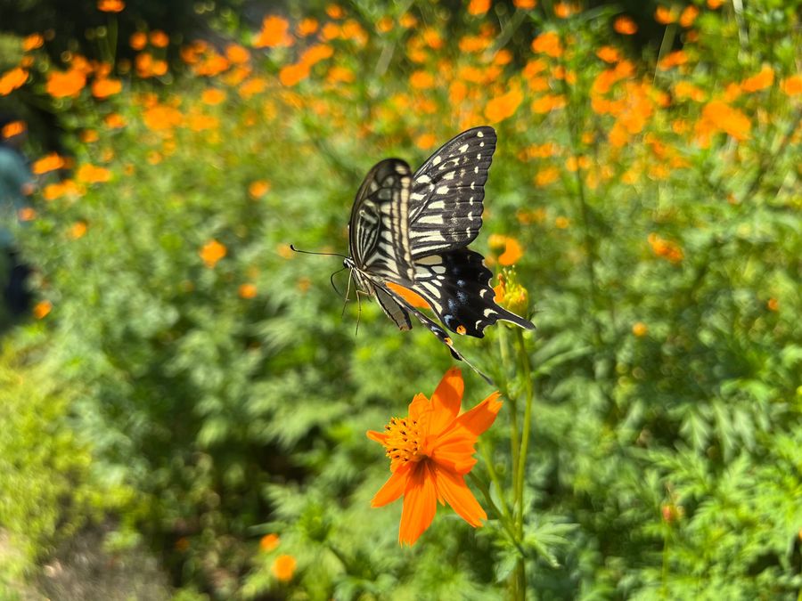 Kenko EXAPRO Clip Lens Macro EXP-CLM for Smartphone